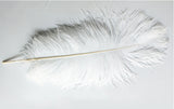 Plume d'autruche blanche