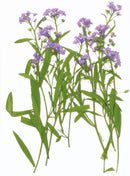 Fleurs séchées pressées - 12 pièces - Fleurs mauves en tige - Artemio