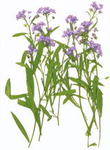 Fleurs séchées pressées - 12 pièces - Fleurs mauves en tige - Artemio
