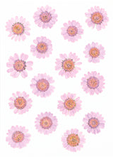 Fleurs séchées pressées - 16 pièces - Marguerites mauves - Artemio