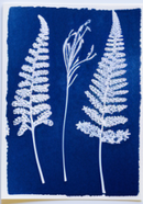 Kit Cyanotype Enjoy Art