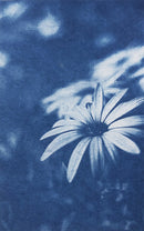 Pochette papier Cyanotype