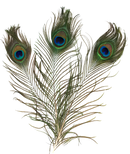 Plumes de paon naturelles (x 3)