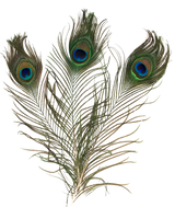 Plumes de paon naturelles (x 3)