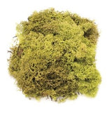 Mousse d'Islande vert clair 50g