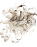 Plumes de coq 5-12cm 10g