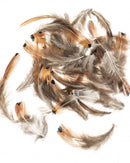 Plumes de faisan 5-12cm 10g
