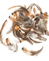 Plumes de faisan 5-12cm 10g