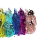 Plumes de pintade naturelles multicouleurs (x 10)